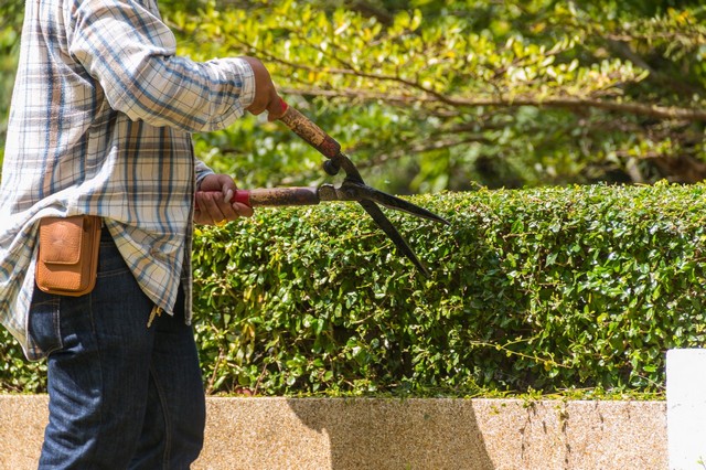 Garden Maintenance Stockwell, SW9